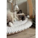 Ragdoll