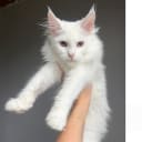 Maine Coon