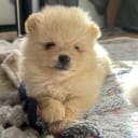 Pomeranian