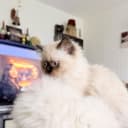 Ragdoll