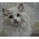 Ragdoll