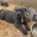 American bully
