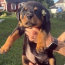 Rottweiler