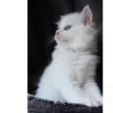 Ragdoll