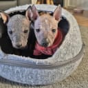 Xoloitzcuintle