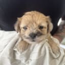 Maltipoo