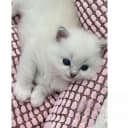 Ragdoll