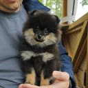 Pomeranian