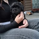 Shih poo