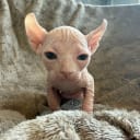 Sphynx