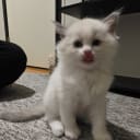 Ragdoll