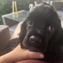 Amerikansk cocker spaniel