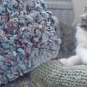 Maine Coon
