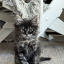 Blandras långhåriga main Coon Norskskogskatt  korthåriga bondkatt Norskskogskatt
