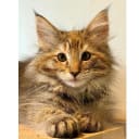 Norsk skogkatt