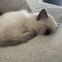 Ragdoll