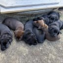 Labrador retriever