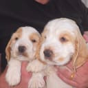 Cocker spaniel