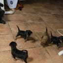 Dvärgpinscher