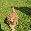 Cockerpoo