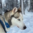Siberian husky