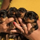 Yorkshireterrier