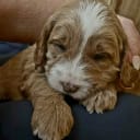 Labradoodle