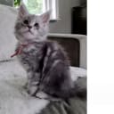 Maine Coon