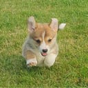 Welsh corgi pembroke