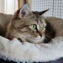 Maine Coon