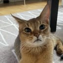 Chausie