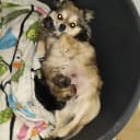 Pomchi
