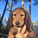 Dachshund