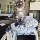 Maine Coon