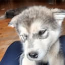 Alaskan Malamute