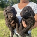 Labradoodle