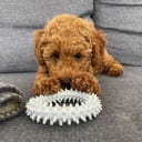 Standard Poodle