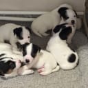 Jack russell terrier
