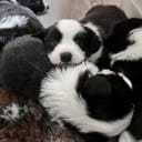Welsh corgi cardigan