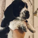 Cocker spaniel