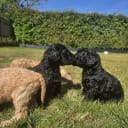 Standard Poodle