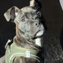 Staffordshire bull terrier