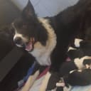 Border collie