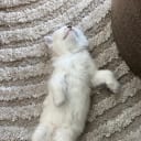 Ragdoll