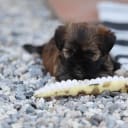 Lhasa apso