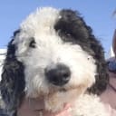 Labradoodle