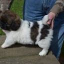 Tibetansk spaniel
