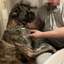 Cane Corso