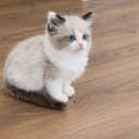 Ragdoll