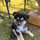 Isländsk Fårhund